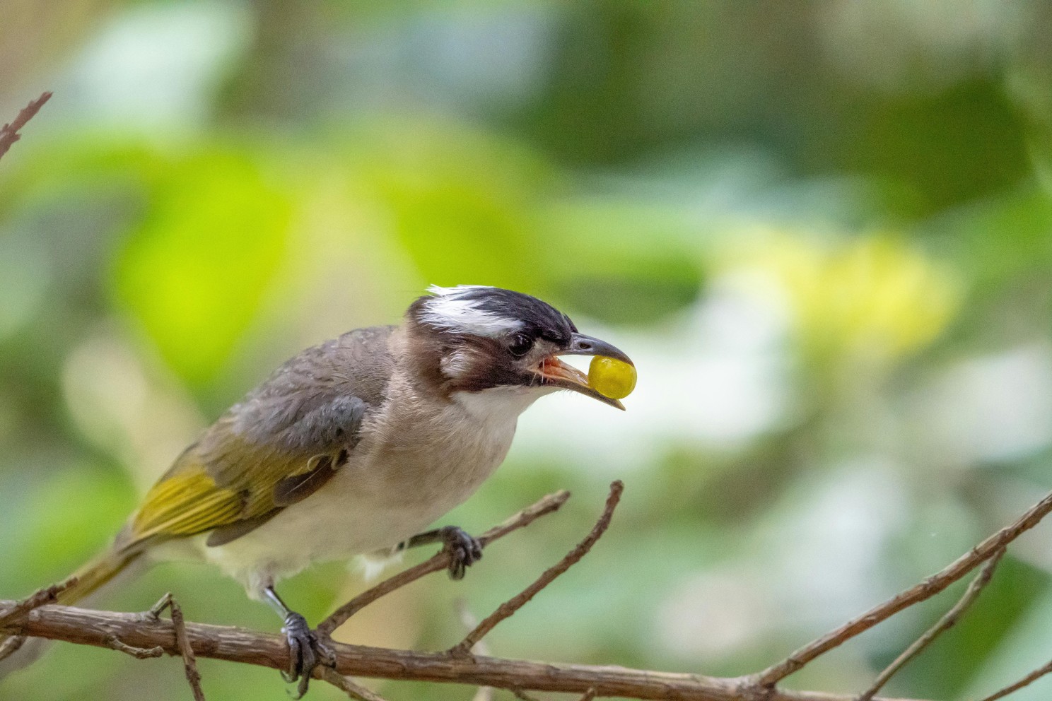 Bird holding a small fruit on a branch